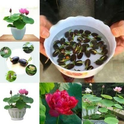 Premium Flower Seeds – High-Quality Seeds for Beautiful Blooms | NISHU Superstores
