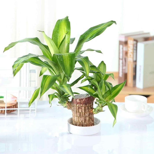 Brazilian Lucky Wood – Mini Home Plant Decoration for Positivity & Style | NISHU Superstores