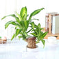 Brazilian Lucky Wood – Mini Home Plant Decoration for Positivity & Style | NISHU Superstores