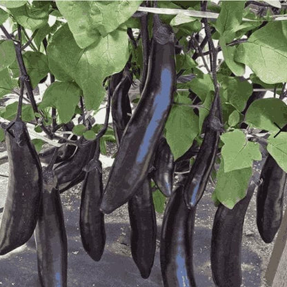 Giant Eggplant Seeds – High Yield Brinjal for Home Gardening | NISHU Superstores
