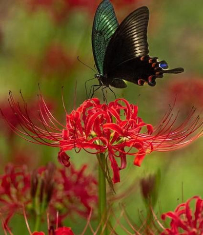 Lily Equinox Flower Bulbs Seeds – Exotic Blooming Garden Beauties | NISHU Superstores
