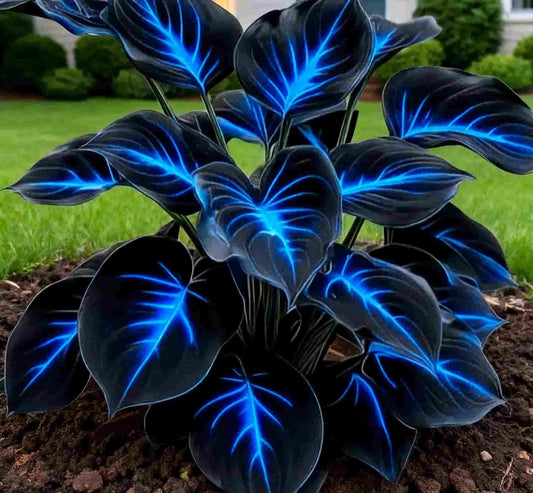 Blue Flame Hostas Seeds + 100g Organic Pot Mix Free – Gardening Kit | NISHU Superstores
