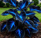Blue Flame Hostas Seeds + 100g Organic Pot Mix Free – Gardening Kit | NISHU Superstores