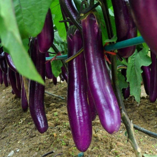 Giant Eggplant Seeds – High Yield Brinjal for Home Gardening | NISHU Superstores