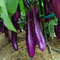 Giant Eggplant Seeds – High Yield Brinjal for Home Gardening | NISHU Superstores