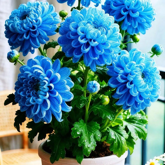 Double-Petal Chrysanthemums Seeds + 100g Organic Pot Mix Free – Gardening Kit | NISHU Superstores
