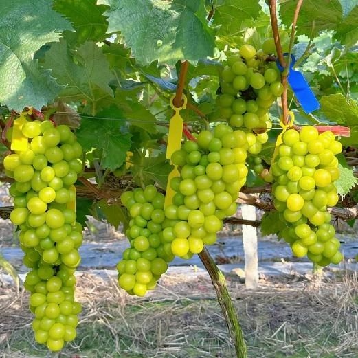 Sunshine Rose Grape Seeds – Premium Quality Sweet Grape Variety | NISHU Superstores