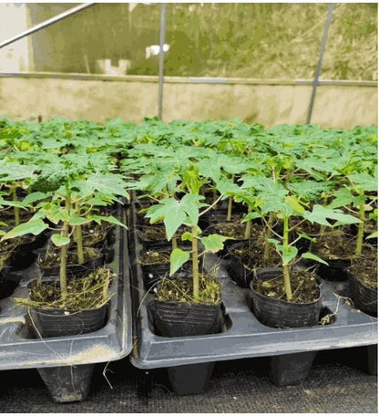Golden Creamy Papaya Seeds – Sweet, Juicy & Easy to Grow | NISHU Superstores