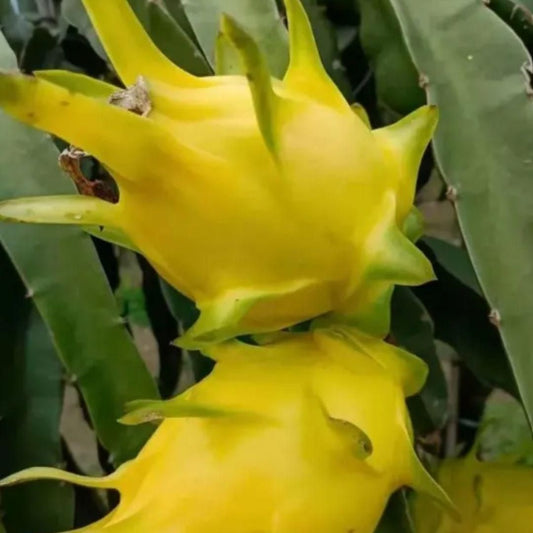Multi-Colored Dragon Fruit Seeds – Exotic & Nutritious Fruits for Home Garden | NISHU Superstores