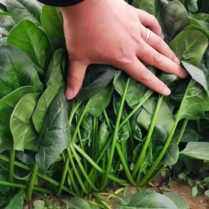 Spinach Vegetable Seeds (Pack of 20) – High Yield, Fast Growing | NISHU Superstores