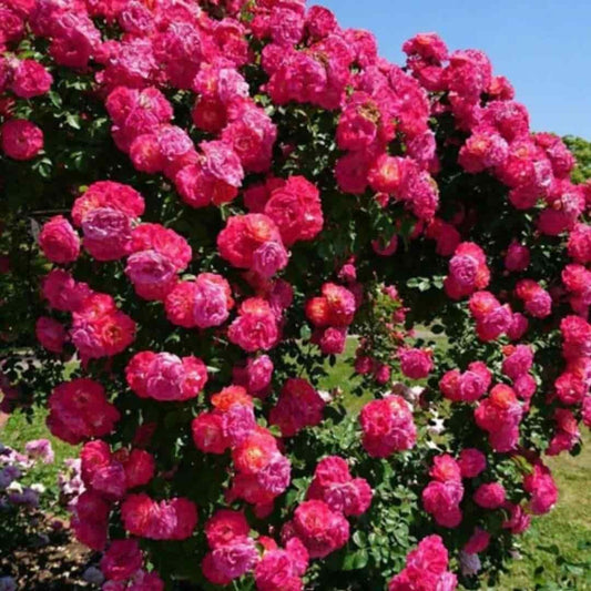 Elegant Climbing Rose Flower Seeds – Beautiful Garden Blooms | NISHU Superstores