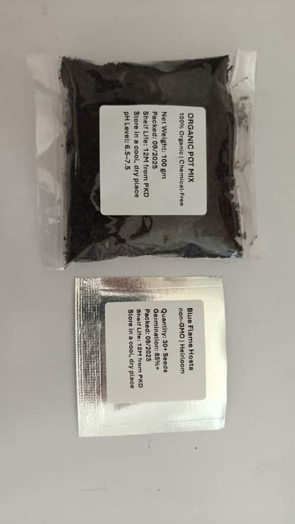 Blue Flame Hostas Seeds + 100g Organic Pot Mix Free – Gardening Kit | NISHU Superstores