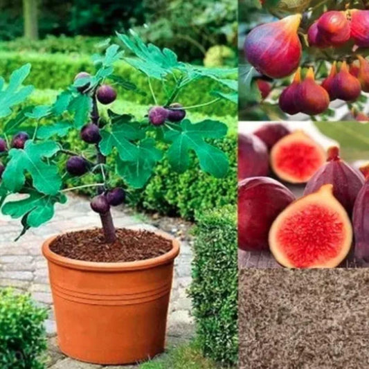 Fig Tree Seeds – Grow Sweet & Nutritious Figs at Home | NISHU Superstores