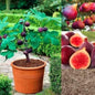 Fig Tree Seeds – Grow Sweet & Nutritious Figs at Home | NISHU Superstores