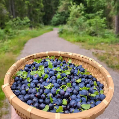 Giant Blueberry Fruit Seeds – Grow Juicy, Big Berries at Home | NISHU Superstores