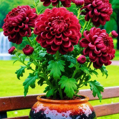 Double-Petal Chrysanthemums Seeds + 100g Organic Pot Mix Free – Gardening Kit | NISHU Superstores