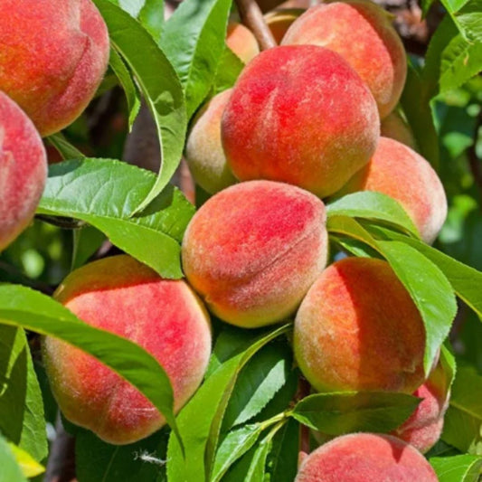 Peach Tree Seeds – Grow Juicy, Sweet Peaches at Home | NISHU Superstores