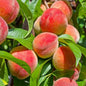 Peach Tree Seeds – Grow Juicy, Sweet Peaches at Home | NISHU Superstores