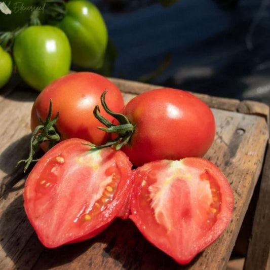 Mango Honey Tomato Seeds – Sweet & Juicy Hybrid Variety | NISHU Superstores