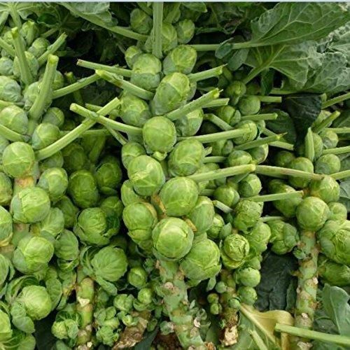 Nema Organic Brussels Sprouts Seeds – Fresh, Non-GMO & Easy to Grow | NISHU Superstores
