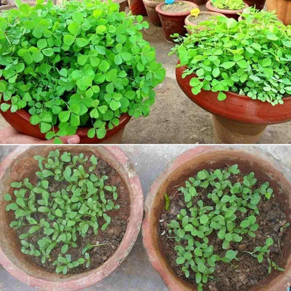 Fenugreek (Methi) Vegetable Seeds – Pack of 20 for Home Gardening | NISHU Superstores