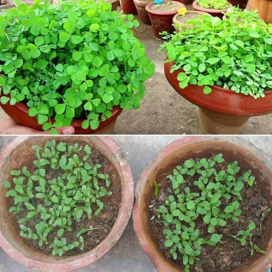 Fenugreek (Methi) Vegetable Seeds – Pack of 20 for Home Gardening | NISHU Superstores