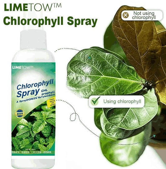 Chlorophyll Spray 100ML – Natural Detox & Skin Refresher | NISHU Superstores