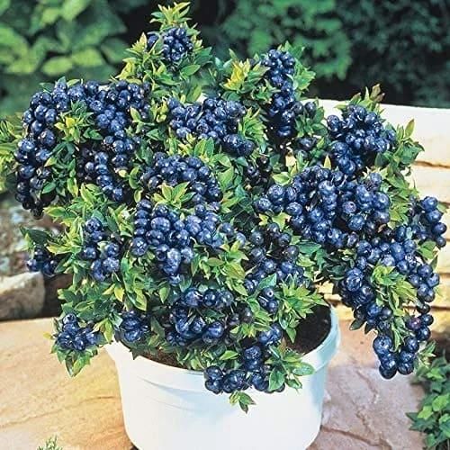 Giant Blueberry Fruit Seeds – Grow Juicy, Big Berries at Home | NISHU Superstores