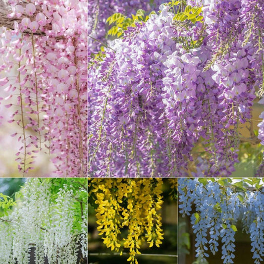 The Garden’s Cascading Beauty All Year Round – Flower Seeds & Plants for Every Season | NISHU Superstores