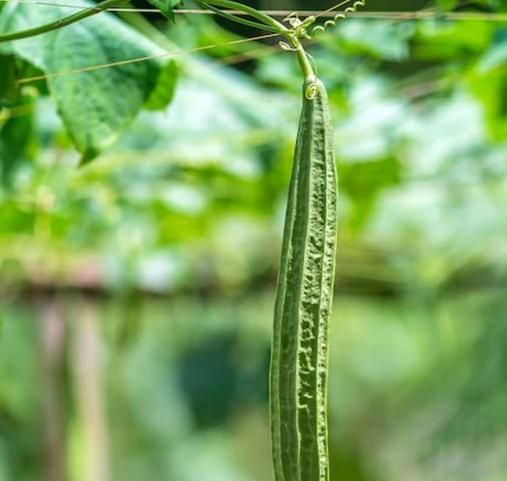 Luffa Ridge Gourd Heirloom Seeds – Natural & Non-GMO | NISHU Superstores
