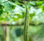 Luffa Ridge Gourd Heirloom Seeds – Natural & Non-GMO | NISHU Superstores