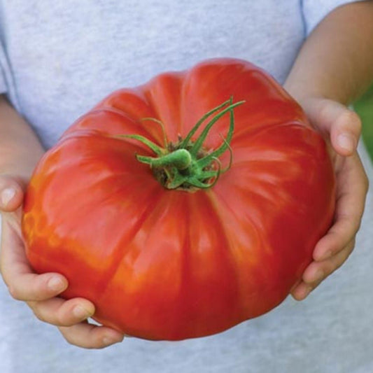 Giant Monster Tomato Seeds – Extra-Large, Juicy & High-Yield Variety | NISHU Superstores