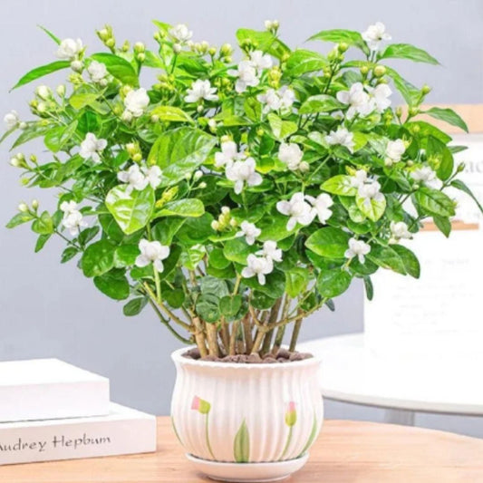 Double Jasmine Flower Seeds – Fragrant & Full-Bloom Garden Beauty | NISHU Superstores