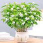 Double Jasmine Flower Seeds – Fragrant & Full-Bloom Garden Beauty | NISHU Superstores