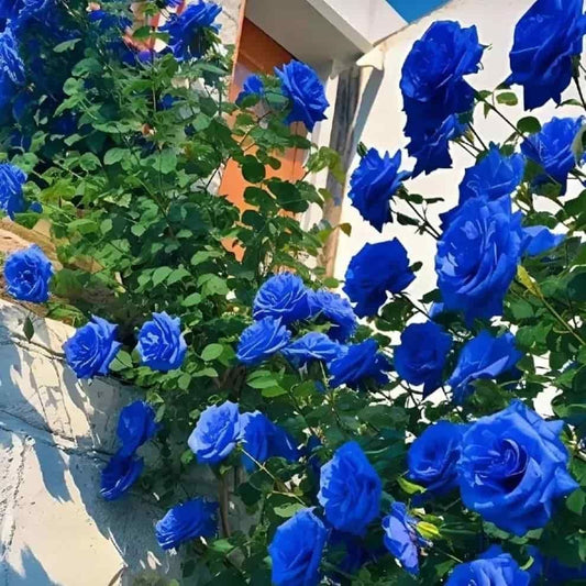 Blue Climbing Rose Seeds – Rare Flower Seeds for Garden Beauty | NISHU Superstores