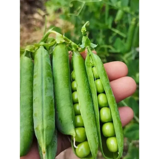 Green Peas Seeds (Pack of 20) – Fresh, High-Yield Vegetable Seeds for Home Garden | NISHU Superstores