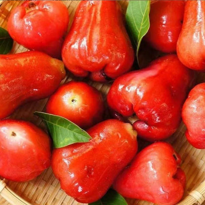 SUPER FRUITIVE Thai Wax Apple Seeds – Exotic Juicy Fruit for Home Growing | NISHU Superstores