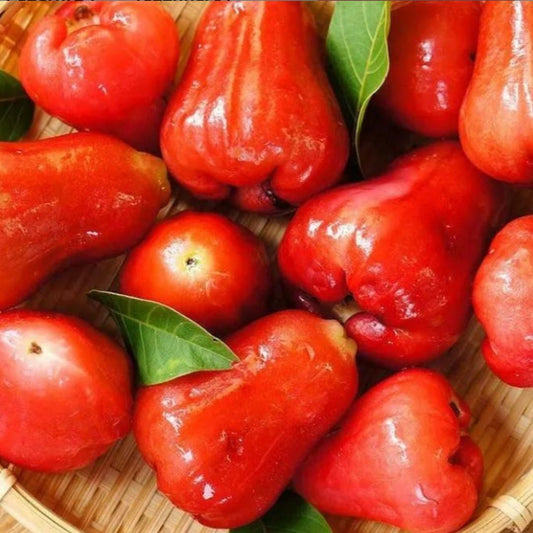 SUPER FRUITIVE Thai Wax Apple Seeds – Exotic Juicy Fruit for Home Growing | NISHU Superstores
