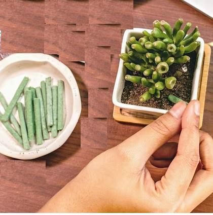 Plant Grow Fertilizer Sticks – 25 Sticks for Healthy Plant Growth | NISHU Superstores