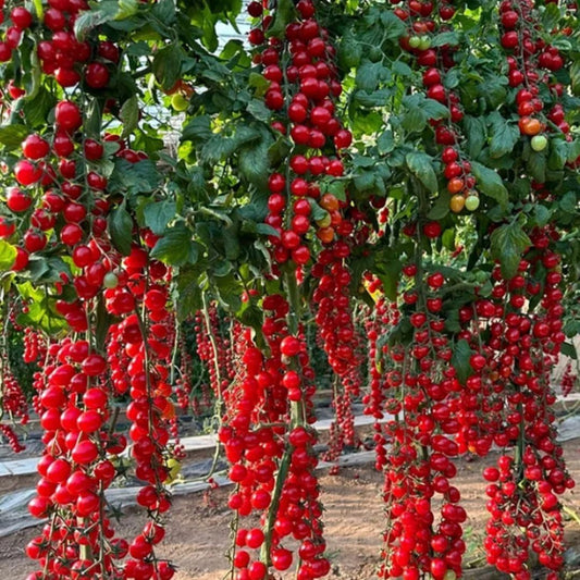 Waterfall Tomato Seeds – High Yield & Juicy Harvest for Home Garden | NISHU Superstores