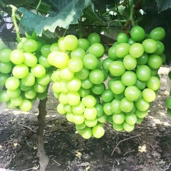 Sunshine Rose Grape Seeds – Premium Quality Sweet Grape Variety | NISHU Superstores