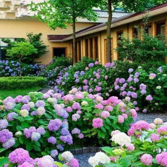 Hydrangea Seeds – Bloom Vibrant Colors & Unlock Nature’s Beauty | NISHU Superstores