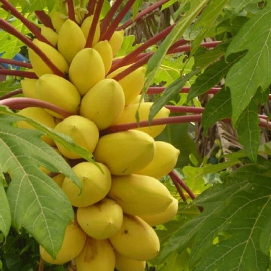 Golden Creamy Papaya Seeds – Sweet, Juicy & Easy to Grow | NISHU Superstores