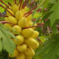 Golden Creamy Papaya Seeds – Sweet, Juicy & Easy to Grow | NISHU Superstores