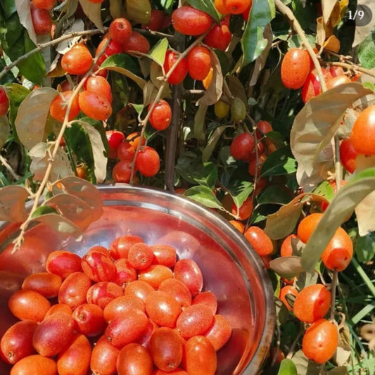 Buddha Lantern Fruit Seeds – Unique Decorative & Edible Fruit Plant | NISHU Superstores