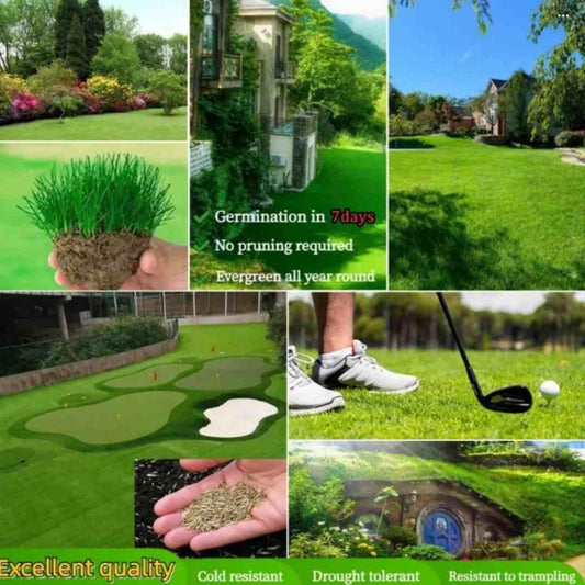 Hybrid Grass Seeds (100 Seeds) – Perfect for Lush Home Gardening | NISHU Superstores
