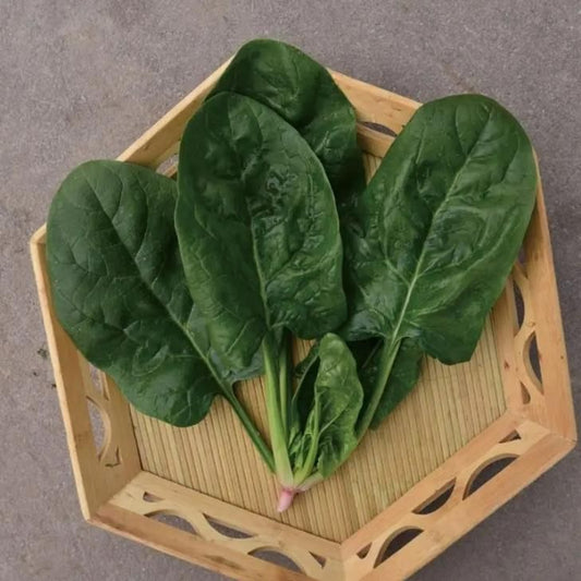 Spinach Vegetable Seeds (Pack of 20) – High Yield, Fast Growing | NISHU Superstores