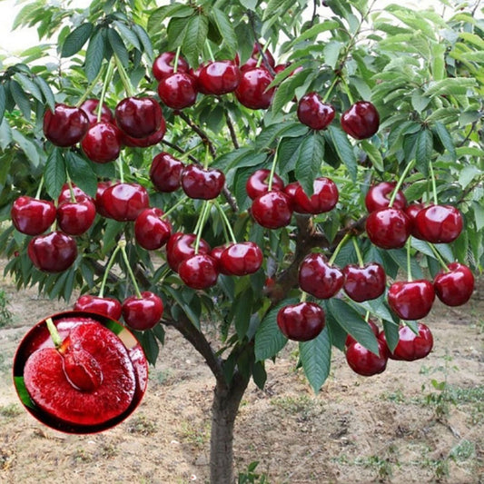Rainier Cherry Fruit Seeds – Grow Sweet & Juicy Cherries at Home | NISHU Superstores