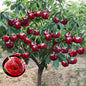 Rainier Cherry Fruit Seeds – Grow Sweet & Juicy Cherries at Home | NISHU Superstores