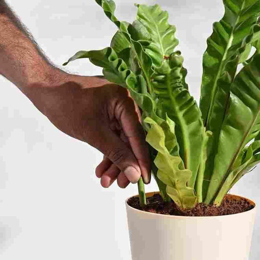 Plant Grow Fertilizer Sticks – 25 Sticks for Healthy Plant Growth | NISHU Superstores